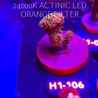 Acropora sp. JMC SPECIAL (01.02.2026) H1-106  5cm