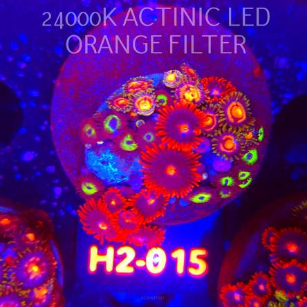 Zoanthus MIX (01.12.2025) 30P  H2-015