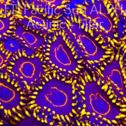  Zoanthus PURPLE HORNET ZOA (10.09.2024)  10P