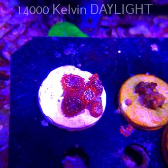 Zoanthus UTTER CHAOS (03.03.2026)  5P