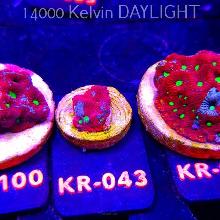 Favites Pentagona ULTRA War Coral (07.12.2025) KR-043  2cm