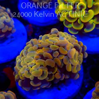 Euphyllia paraancora GOLD HOLOGRAM HAMMER (02.04.2025)