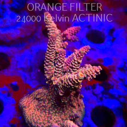 Acropora spathulata PINK PASSION (11.08.2025) MM6-II-26  9cm