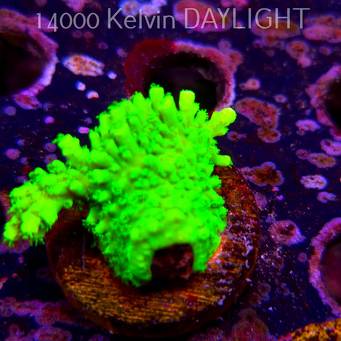 Acropora formosa TOXIC GREEN (07.04.2025) MM6-II-26  4cm