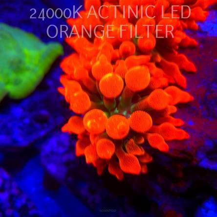 Entacmaea quadricolor RAINBOW SUNBURST (06.03.2026) XL