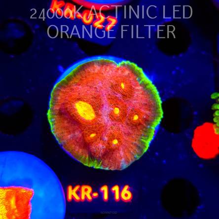 Echinophyllia GAMALAMA (03.01.2026) KR-116  5cm