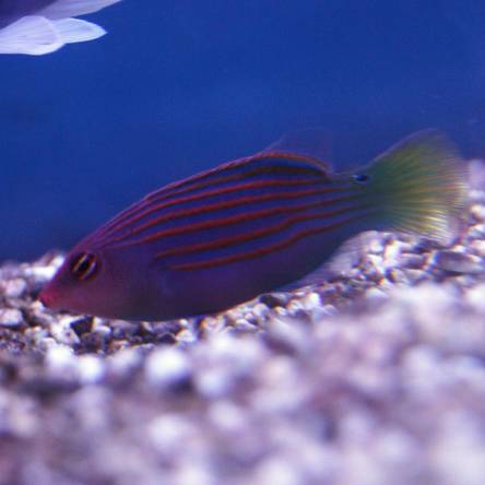 Pseudocheilinus hexataenia rozmiar 4-5cm