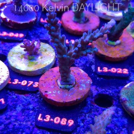 Acropora sp. AUSTRALIA (05.01.2026) L3-089  12cm