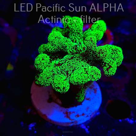 Stylophora pistillata GREEN FLUO (08.08.2024)  7cm
