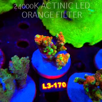 Acropora MILLEPORA RED/YELLOW MORPH (11.09.2026) L3-170  5cm