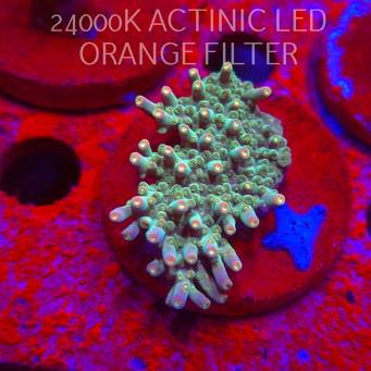 Acropora granulosa ELECTRIC LIME (06.11.2025) MM1-II-9  5cm