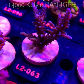 Acropora INTERMEDIA (14.08.2026) L2-063  8cm