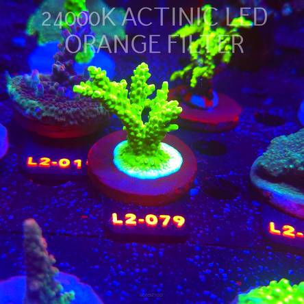 Acropora sp. AUSTRALIA (16.11.2025) L2-079  6cm