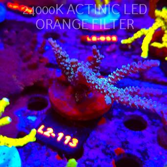 Acropora sp. AUSTRALIA (17.03.2026) L2-113  10cm