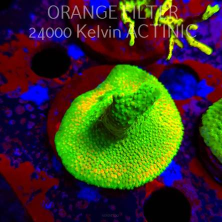 Acropora GOLD FEVER (11.08.2025) MM6-I-5  5cm