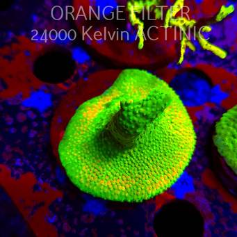 Acropora GOLD FEVER (11.08.2025) MM6-I-5  5cm