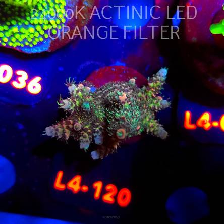 Acropora sp. PREMIUM AUSTRALIA (06.01.2026) L4-120  5cm