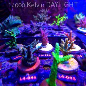 Acropora sp. PREMIUM AUSTRALIA (19.05.2026) L4-124  6cm