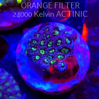 Favites Pentagona War Coral (06.05.2025)  4cm
