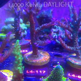 Acropora sp. AUSTRALIA (06.01.2026) L4-117  10cm