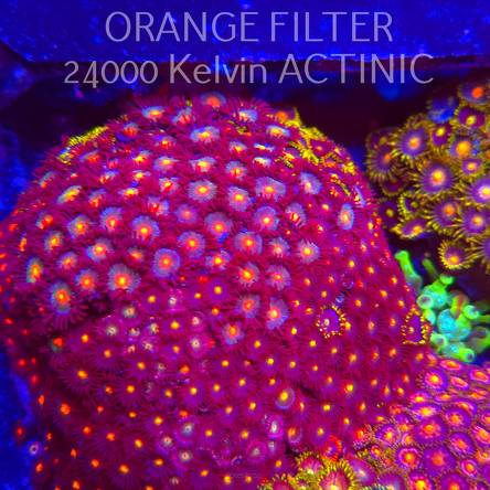  Zoanthus sp. ZOA GARDEN (05.03.2025) 12cm XXL