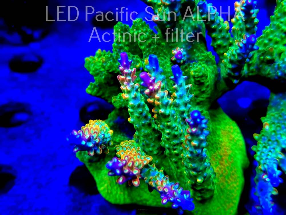 Acropora RR RAINBOW LOOM XL (23.01.2023) L4-III-23 15cm