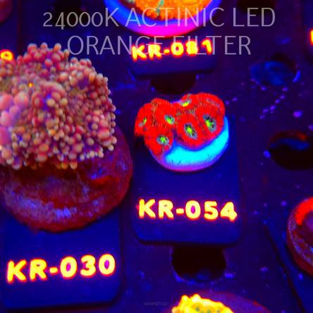 Micromussa amakusensis RED ULTRA (06.12.2025) KR-054  3cm