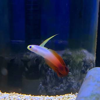 Nemateleotris magnifica rozmiar 6-7cm (Magnifica Firefish)