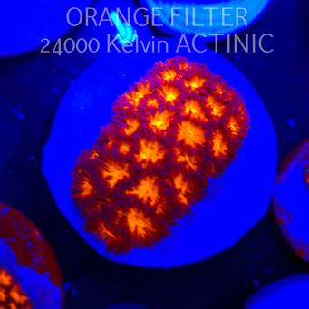 Leptastrea pruinosa JOHN DEERE (06.10.2025)  4cm