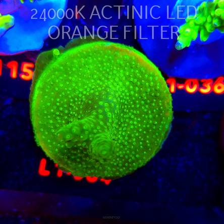 Acropora RR RAINBOW LOOM (09.10.2025) L1-064  6cm