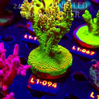 Acropora RR RAINBOW LOOM (14.03.2026) L1-094  10cm