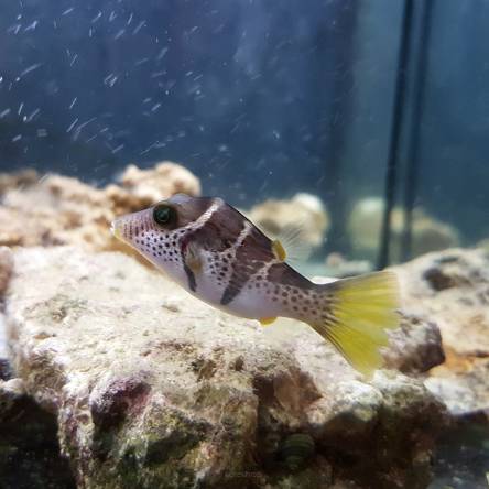 Canthigaster valentini rozmiar 5cm