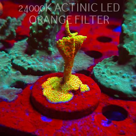 Montipora samarensis BUBBLEGUM (06.11.2025) MM1-II-5  6cm