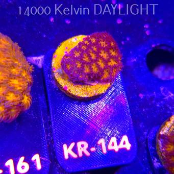 Leptastrea pruinosa JOHN DEERE (14.01.2026) KR-144  2.5cm