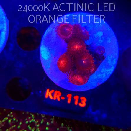 Zoanthus ALIEN EXPLOSION (01.02.2026) KR-113  7P