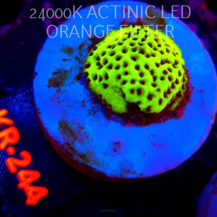 Montipora SNAKE VENOM (20.07.2026) KR-244  3cm
