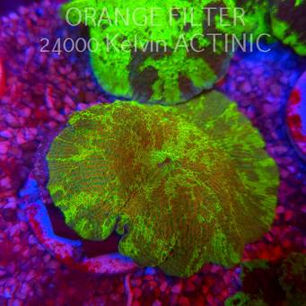  Discosoma ELECTUS JAWBREAKER (03.06.2025)  6cm