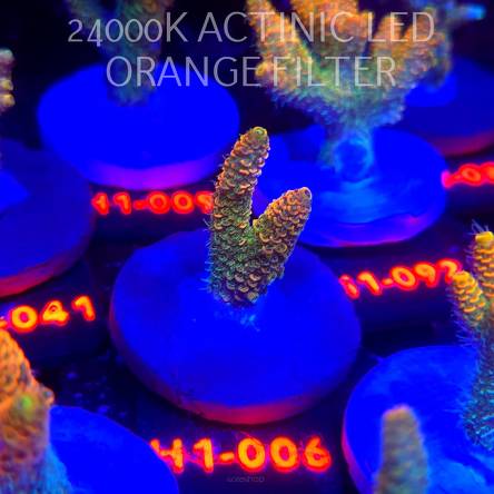 Acropora MILLEPORA ELECTRIC ORANGE JAWDROPPER (02.11.2025) H1-006  4cm