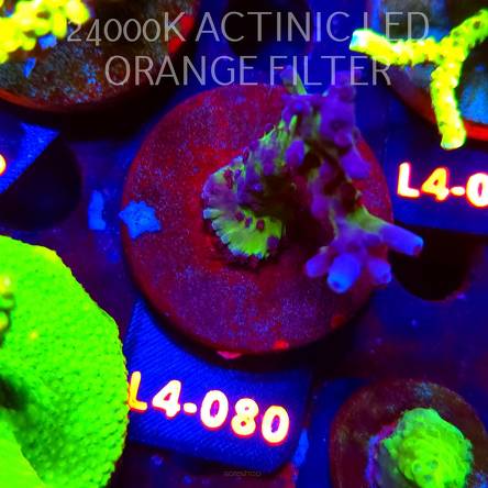 Acropora EC Frankie's Kryptonite (06.01.2026) L4-080  6cm