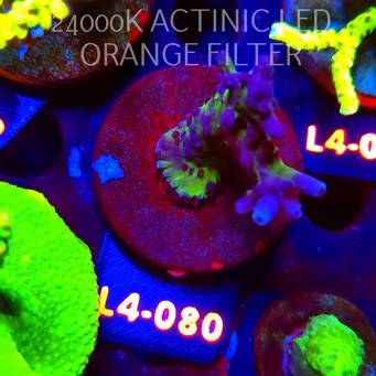 Acropora EC Frankie's Kryptonite (06.01.2026) L4-080  6cm