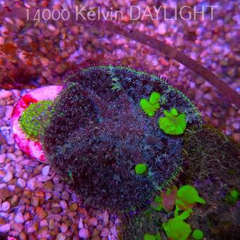 Rhodactis URANIUM Bounce Mushroom (03.06.2025)  7cm