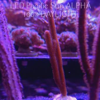 Muricea elongata Propagated Wild Caught Orange Spiny Sea Rod (14.02.2024)