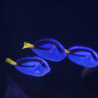 Paracanthurus hepatus 4cm