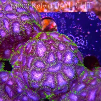 Favia WWC SPACE MONKEY (23.11.2025)  7cm