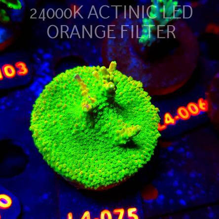 Acropora GOLD FEVER (07.01.2026) L4-075  5cm