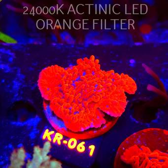 Montipora JASON FOX MEAN STREAK (01.06.2026) KR-061  5cm