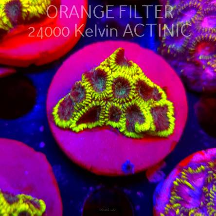 Favia Mystic Grape (18.09.2025)  4cm