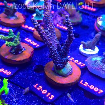 Acropora sp. AUSTRALIA (14.11.2025) L2-013  12cm