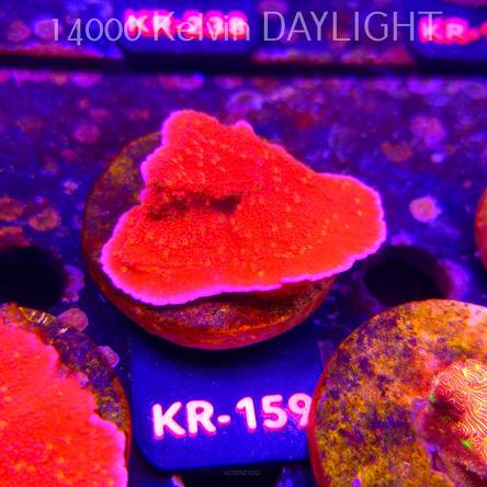 Montipora JASON FOX SUNBURST (01.09.2026) KR-159  5cm