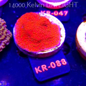 Montipora JASON FOX SUNBURST (04.12.2025) KR-088  5cm